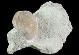 Illaenus Oblongatus Trilobite - Russia #31311-2